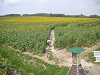 s_PICT0056_thumb.png